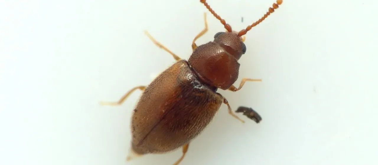 Mushroom fungus beetle