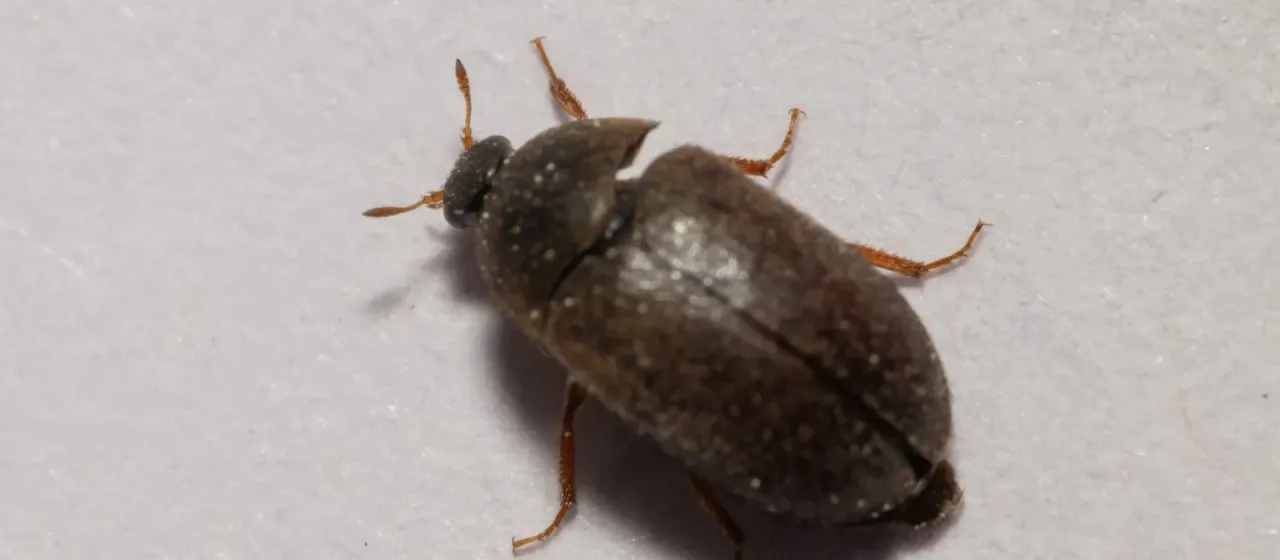 Black carpet beetle