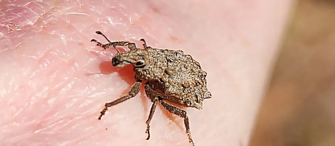 Долгоносик Baryopadus corrugatus