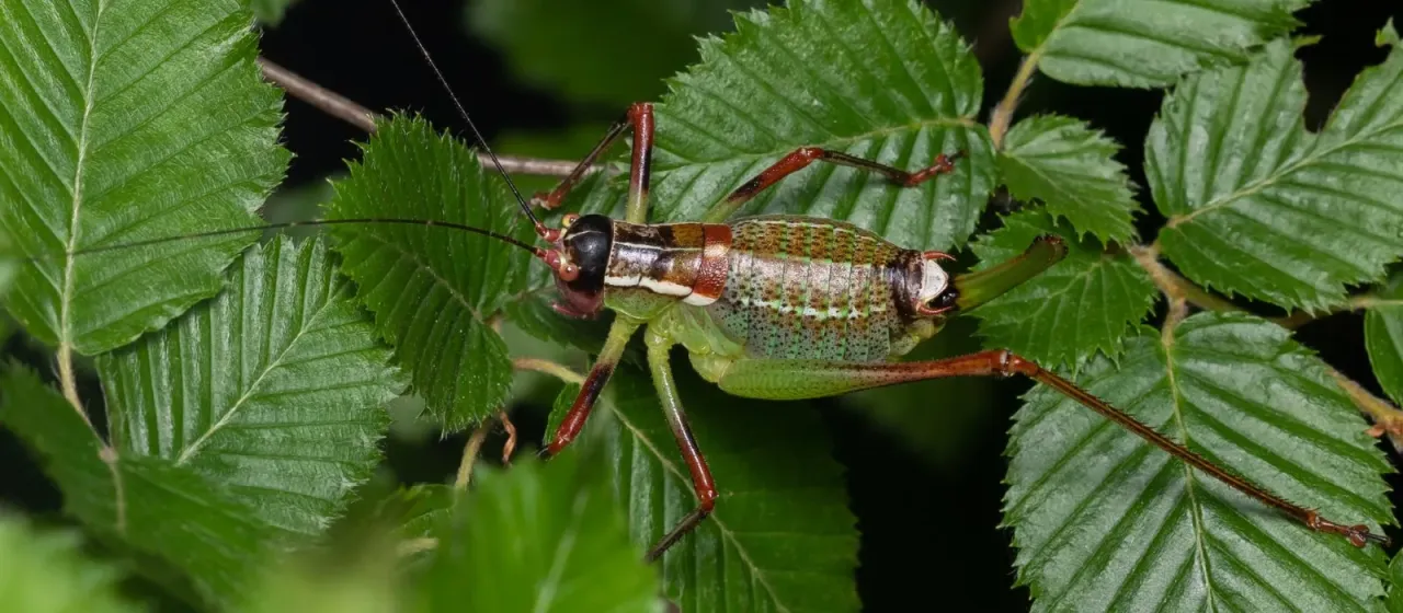 Barbitistes ocskayi