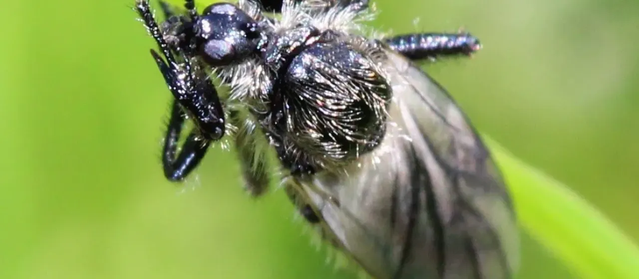 White-winged march fly