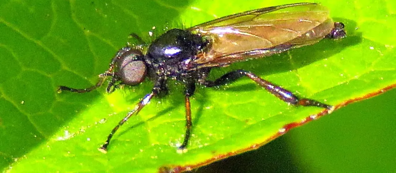 March fly