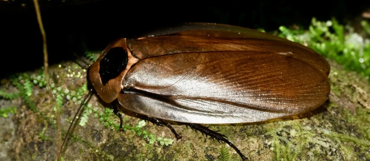 Giant cave cockroach