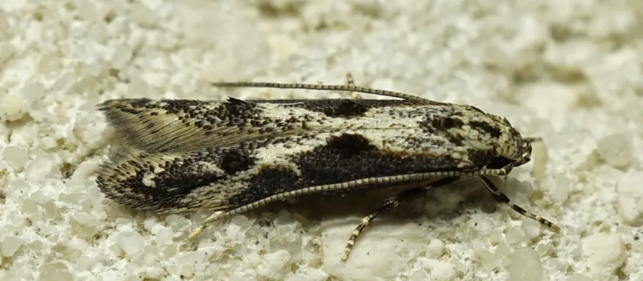 Apple pith moth