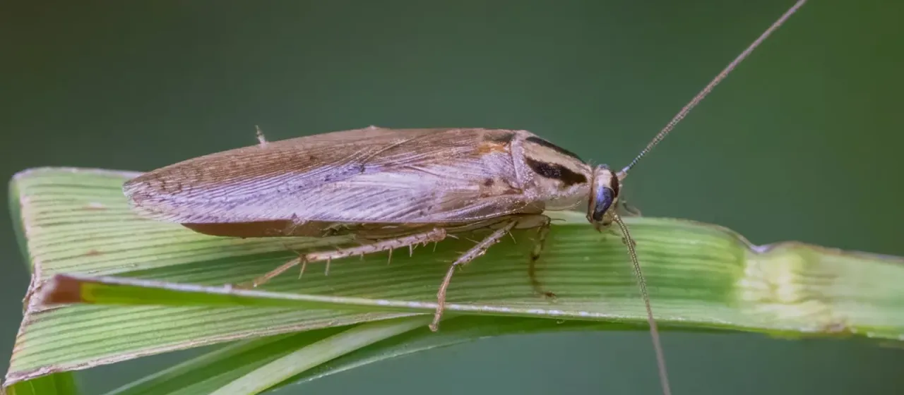 Asian cockroach