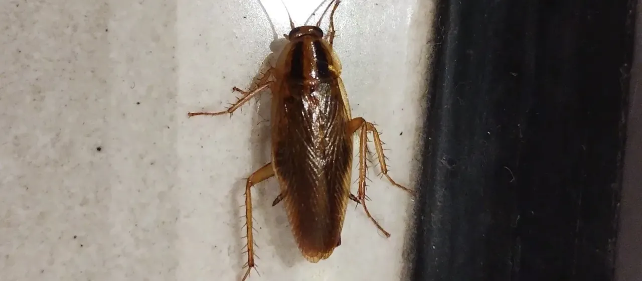 German cockroach