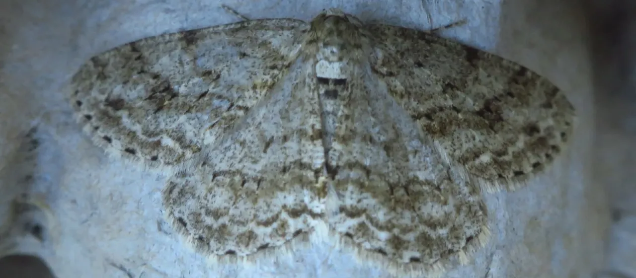 Small Engrailed