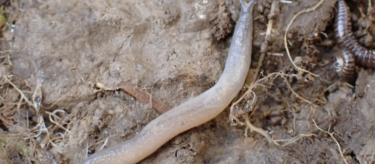 Earth slug