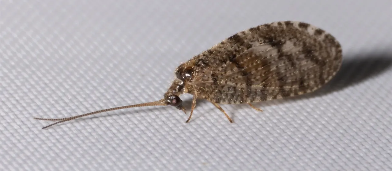 Boriomyia nervosa