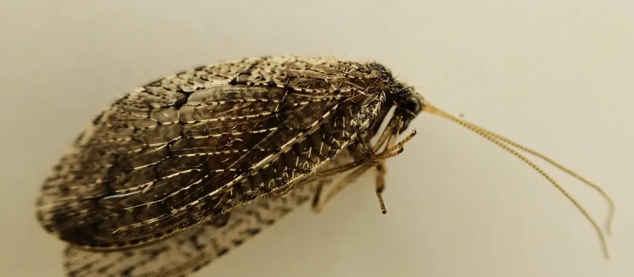 Brown lacewing