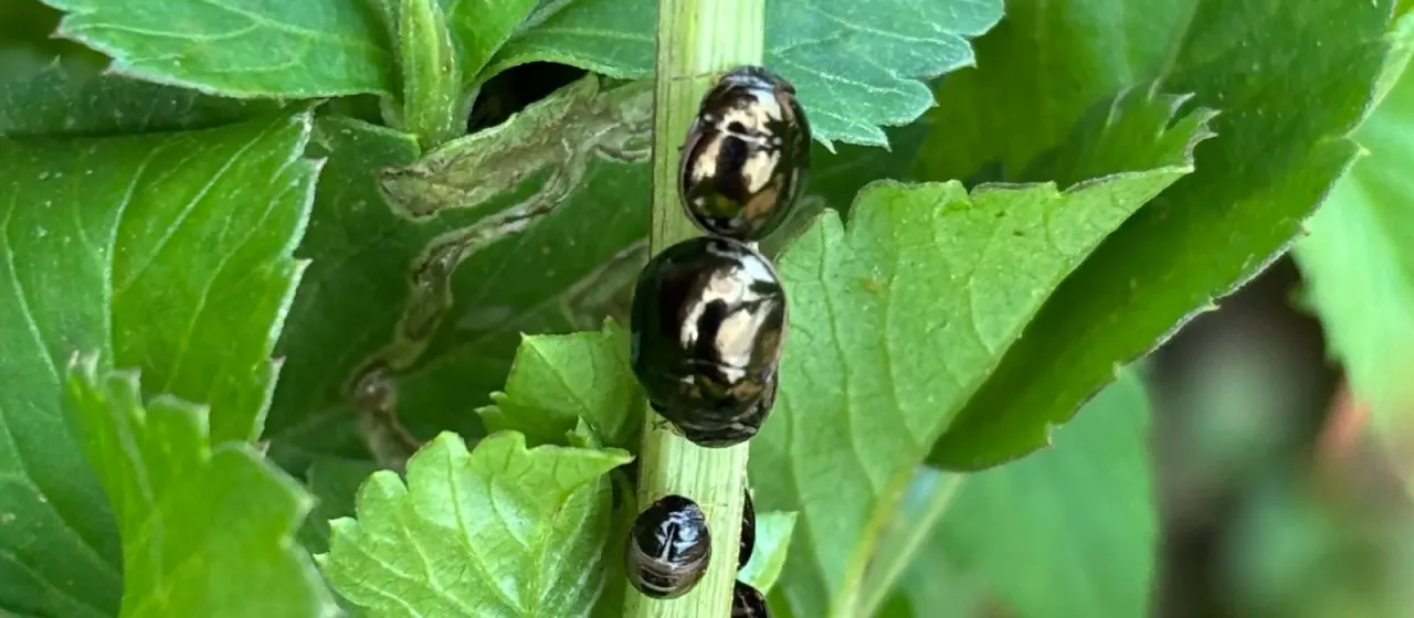 Shield bug