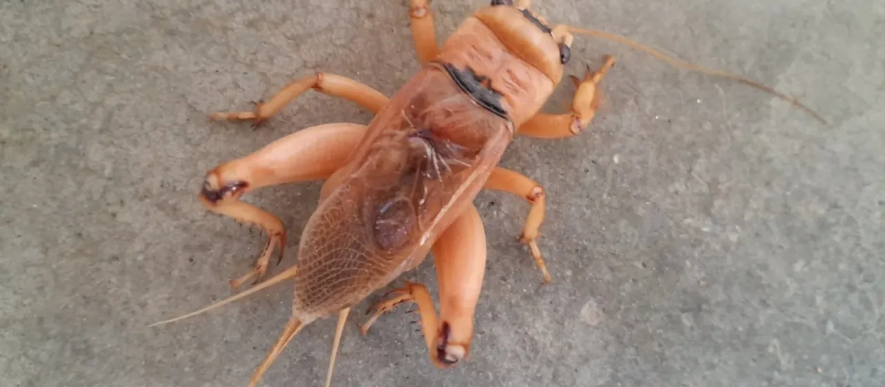 Giant African cricket