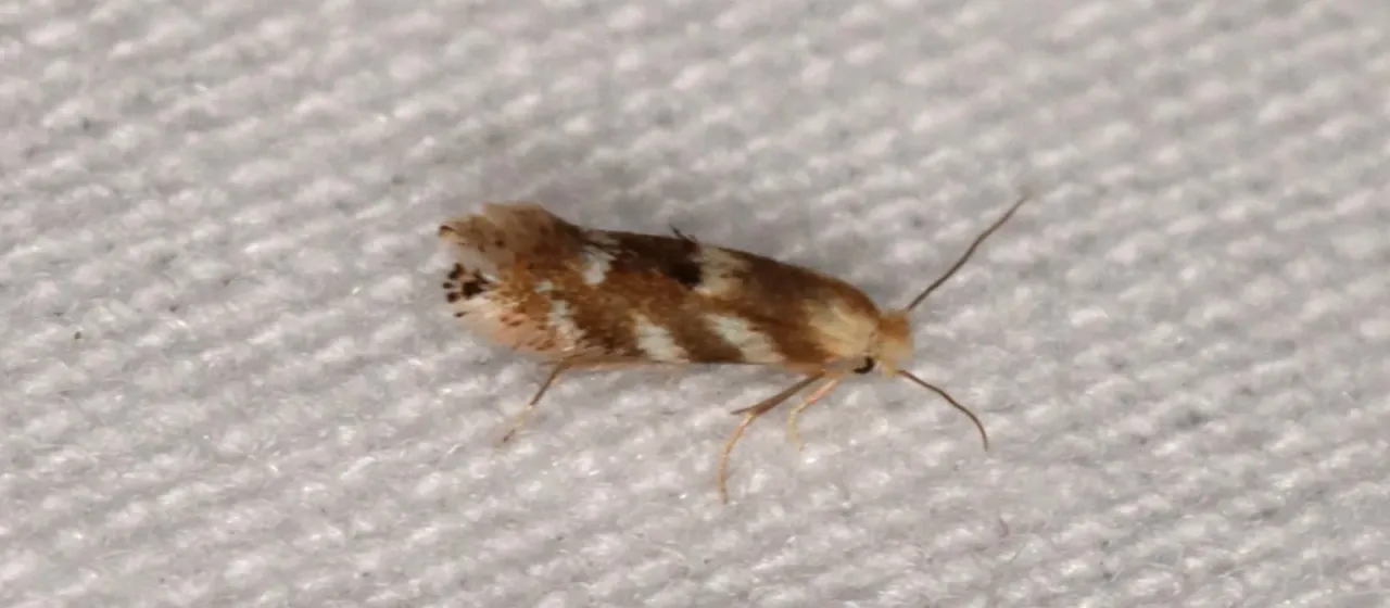 Birch skeletonizer moth