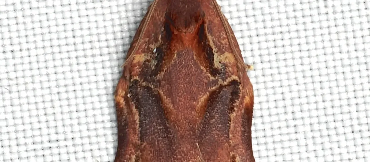 Листовертки рода Cacoecia