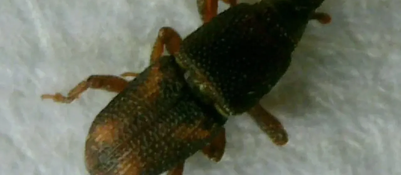 Maize weevil