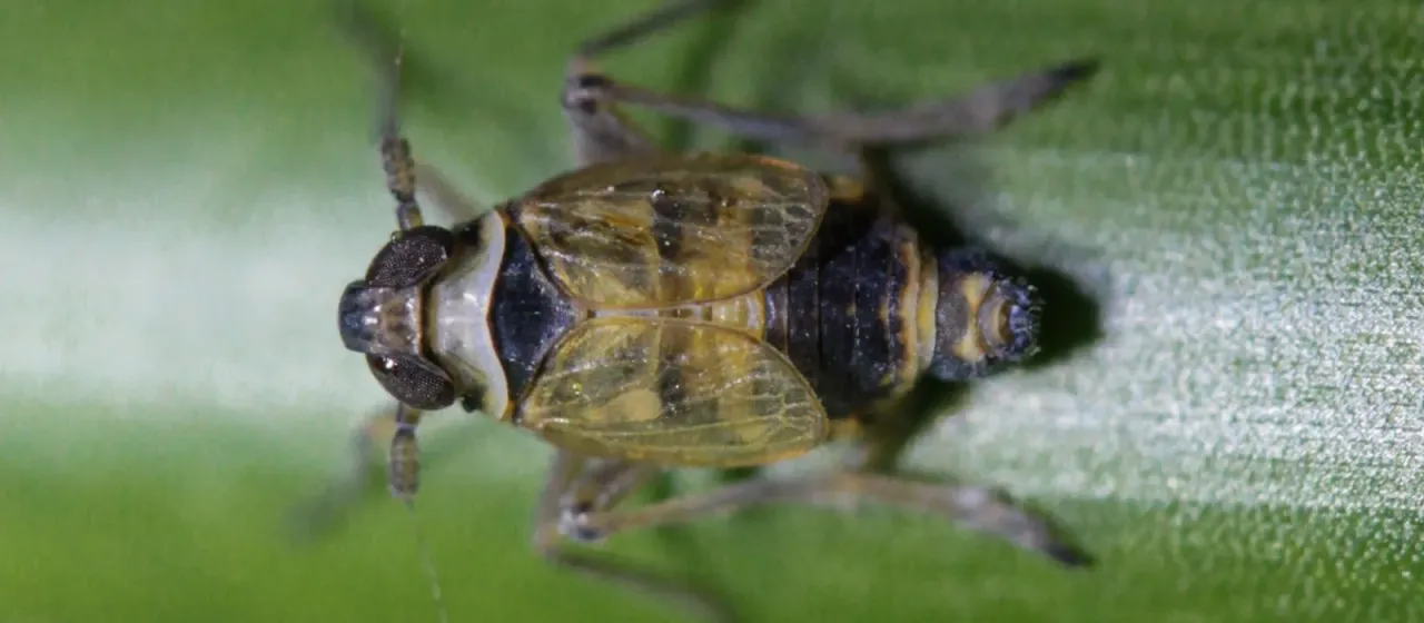 Delphacid planthopper