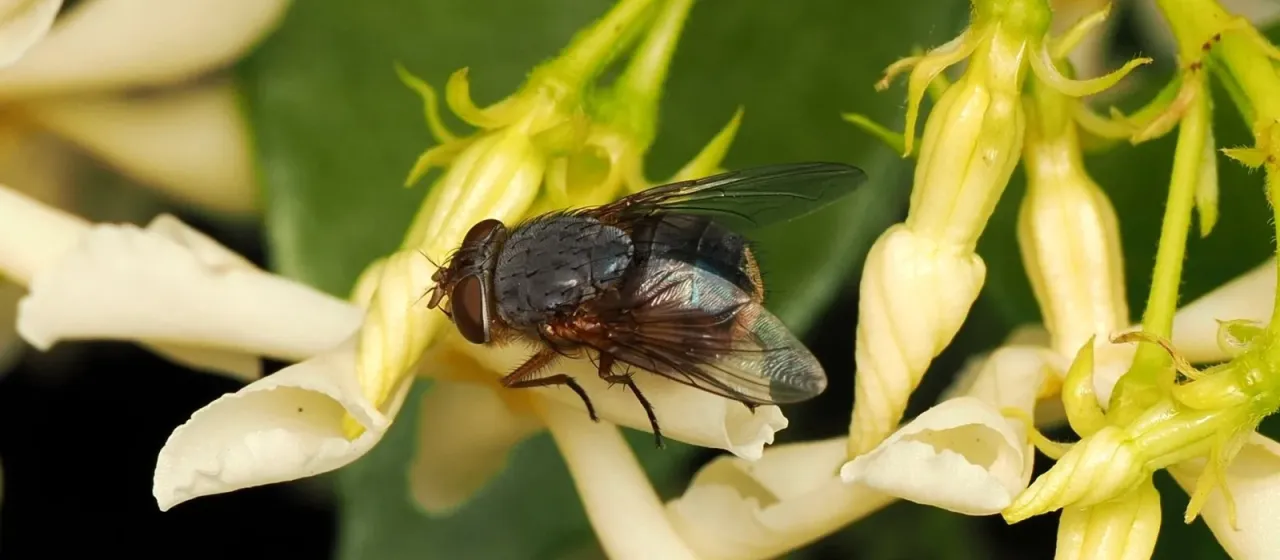 Blue meat fly