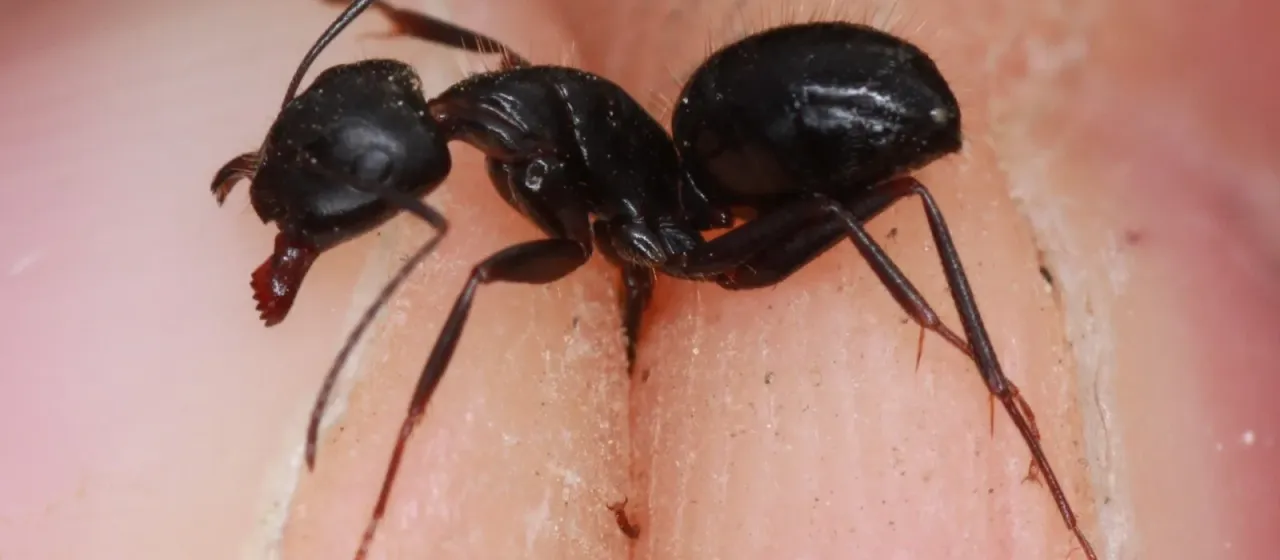 Camponotus aethiops