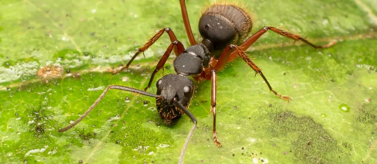 Camponotus rufipes