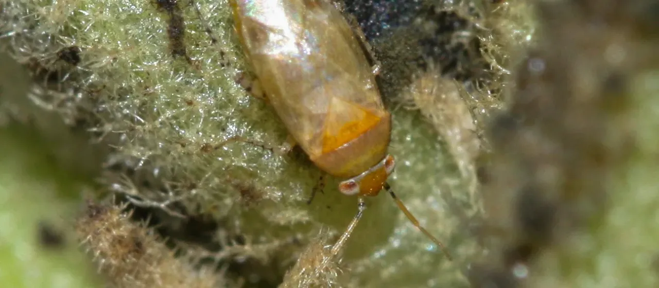 Campylomma verbasci