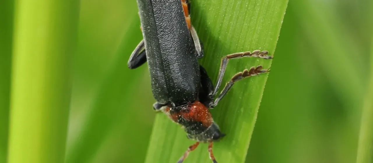Soldier beetle