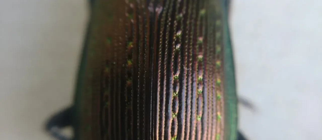 Calosoma retusum