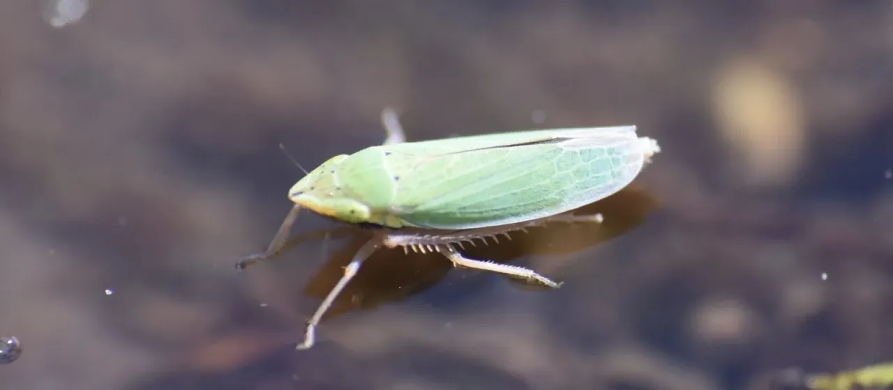 Carneocephala