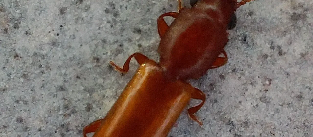 Square-necked grain beetle