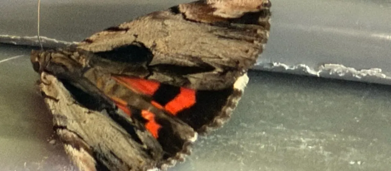 Catocala ultronia