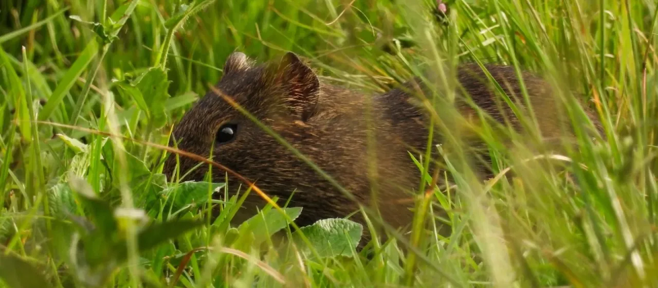Cavia