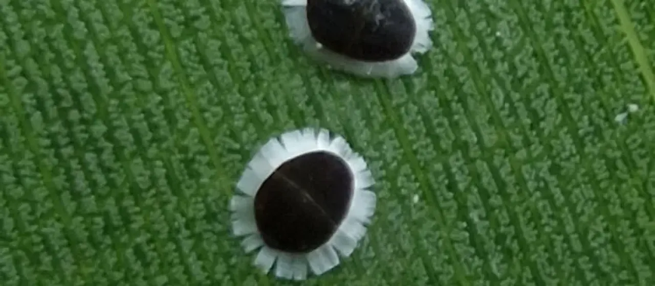 Cerataphis orchidearum