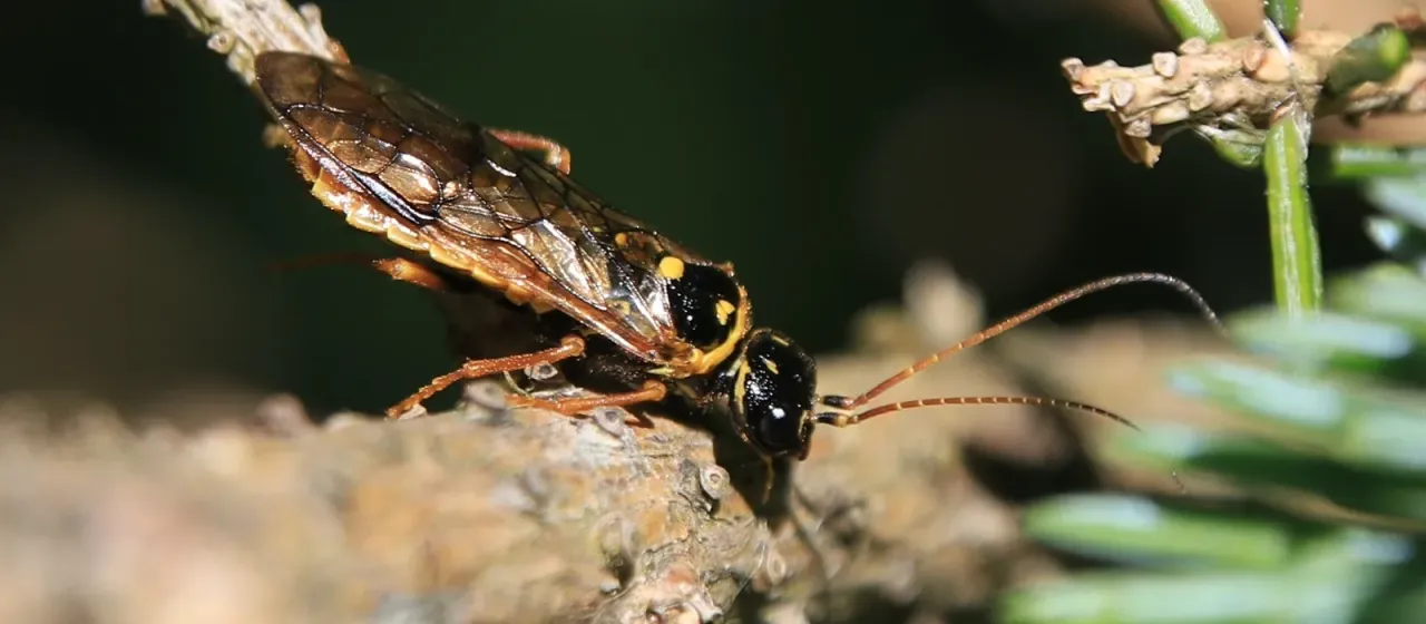 Cephalcia