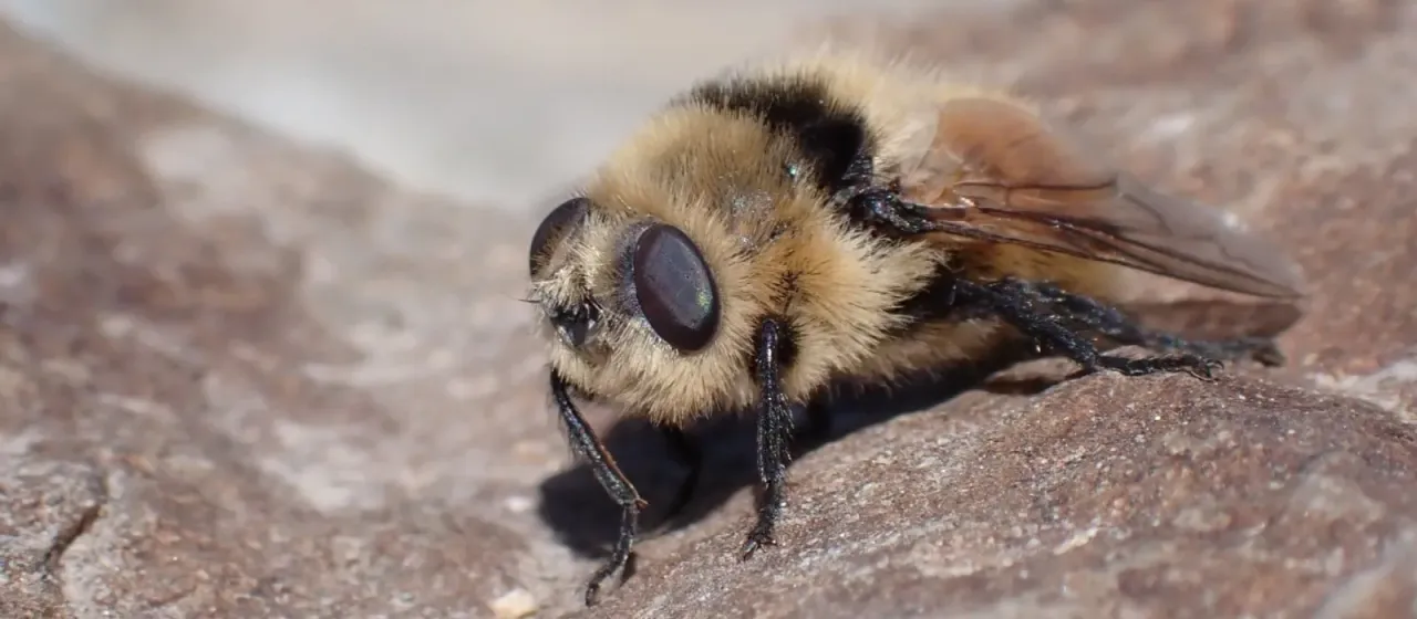 Deer nose bot fly