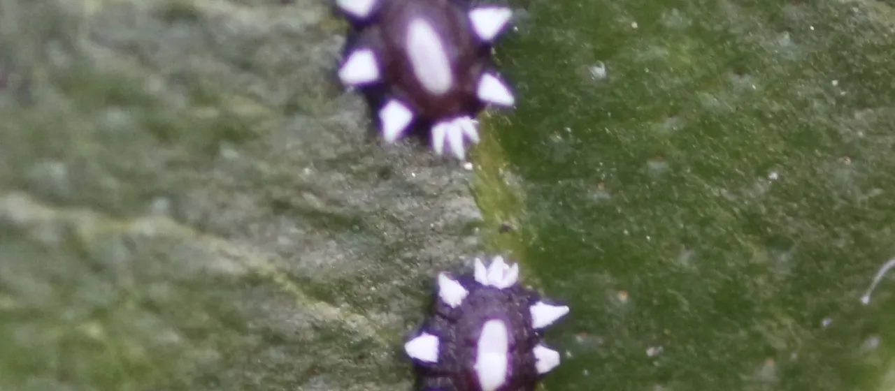 Ceroplastes sinensis