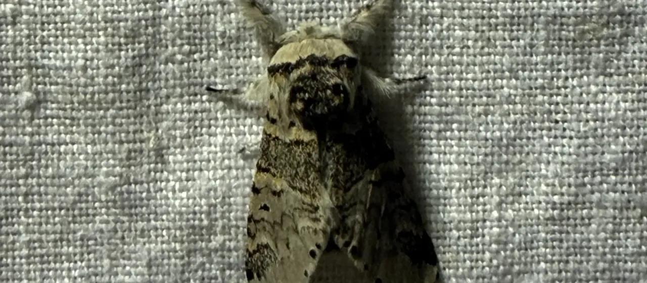 Cerura borealis