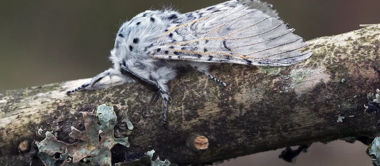 Puss moth