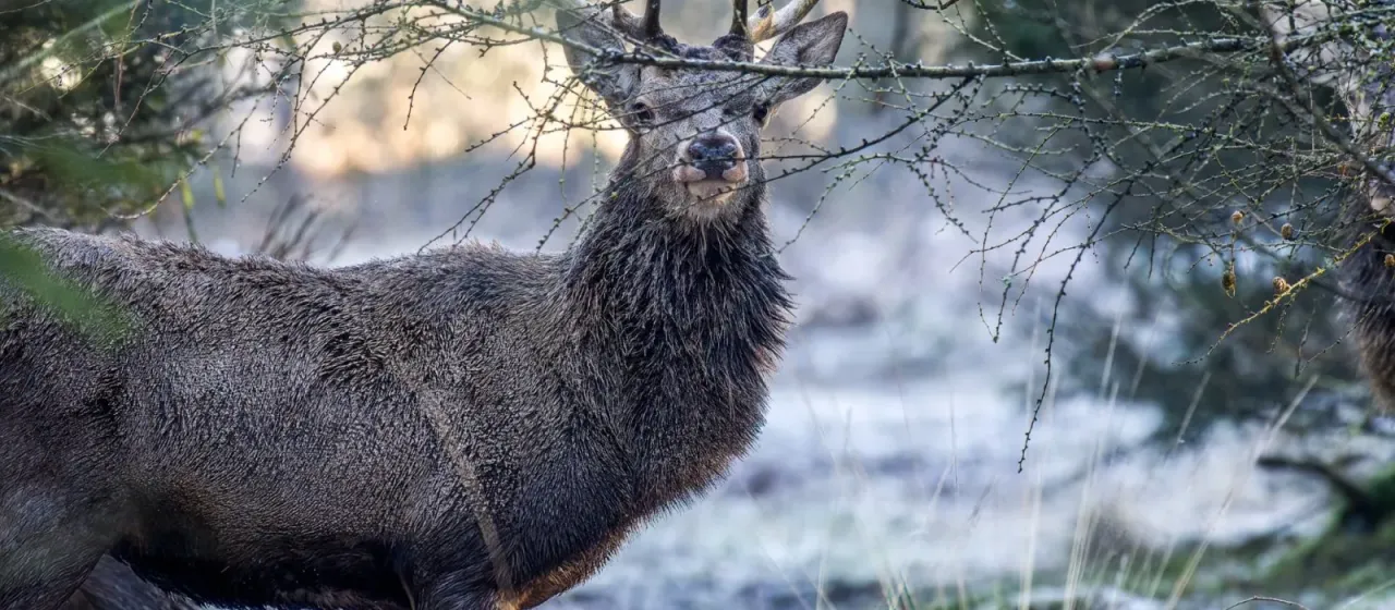 Red deer