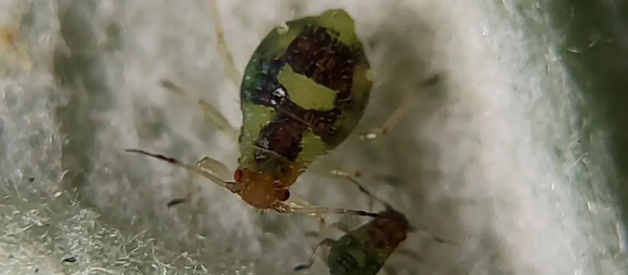 Poplar brown aphid