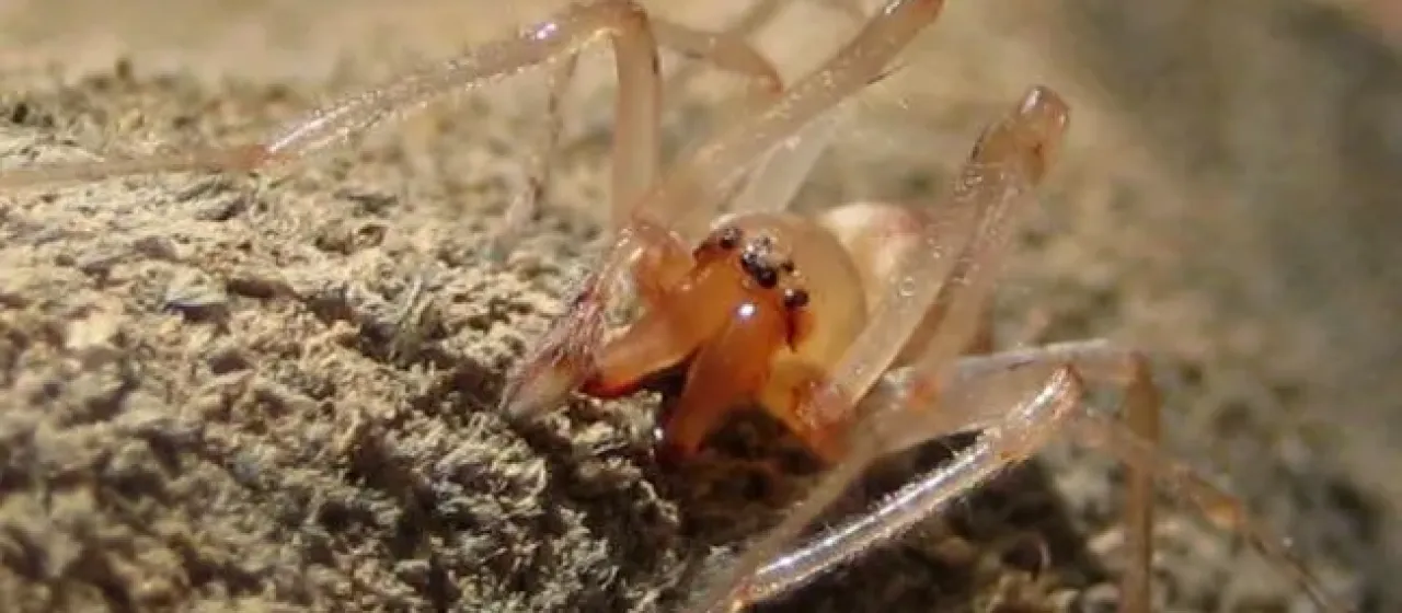 Cheiracanthium mordax