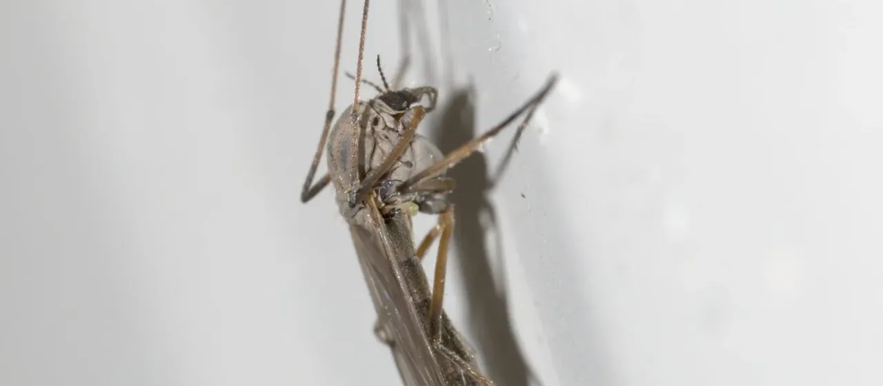 Chironomus tepperi