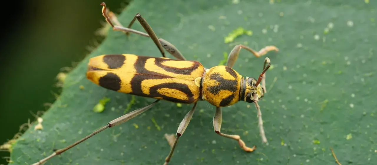 Chlorophorus annularis