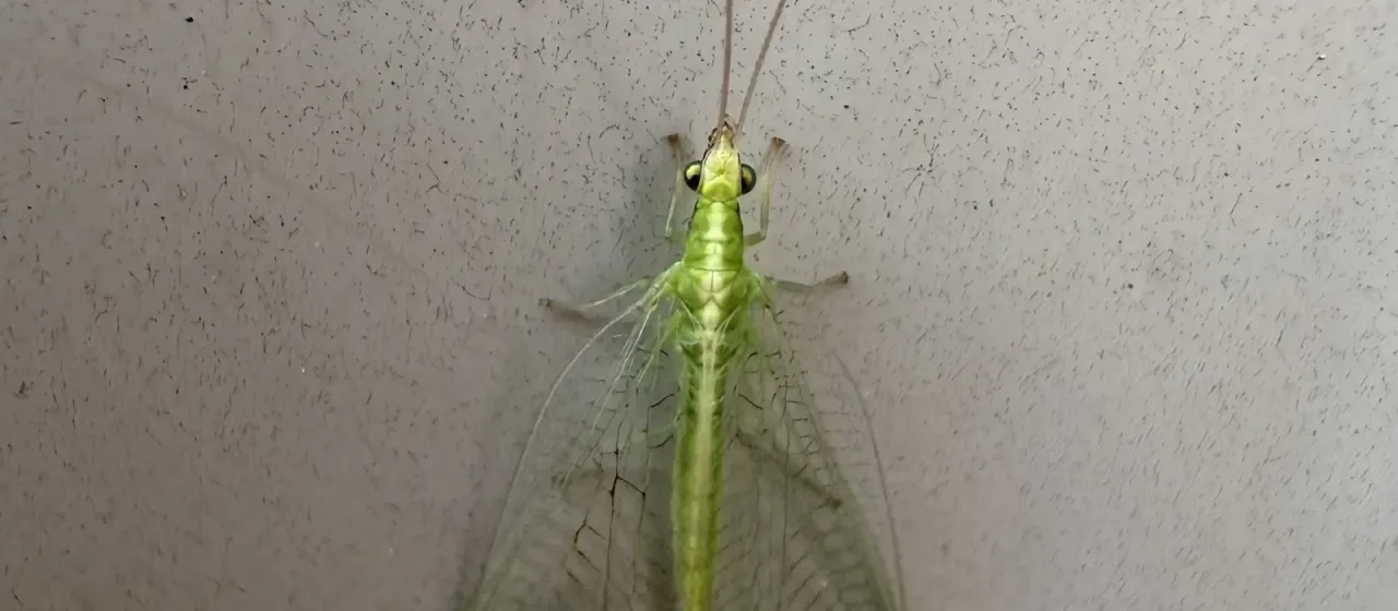 Common green lacewing