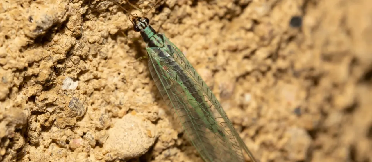 Златоглазка обыкновенная (в контексте Chrysopa dorsalis)