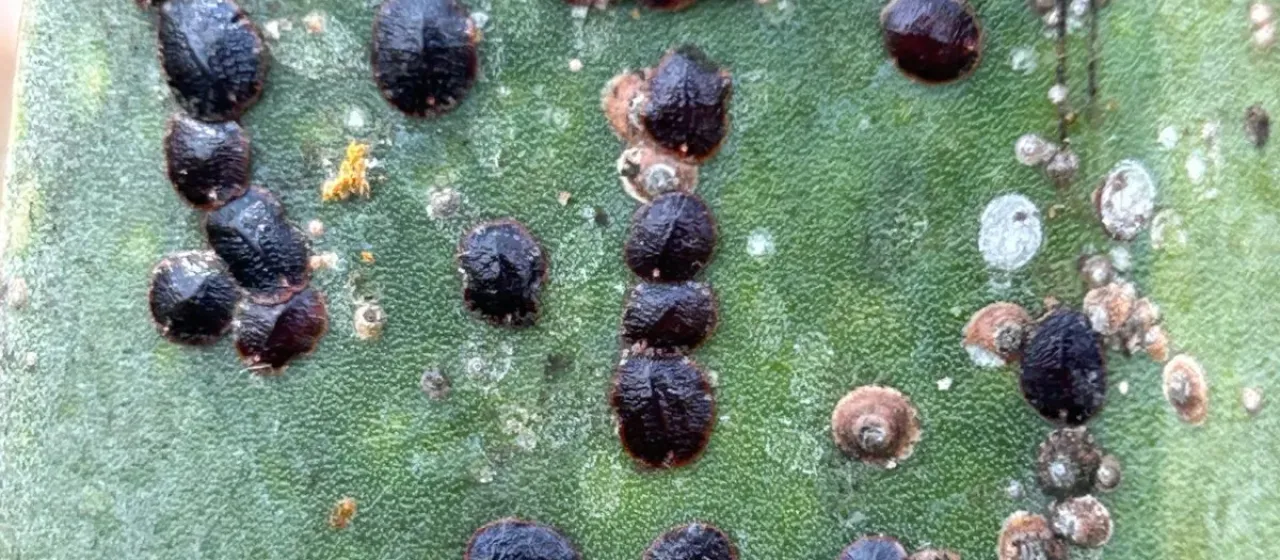 Agave scale