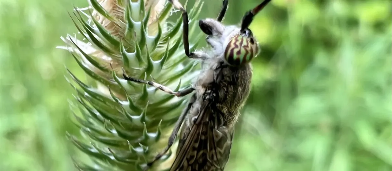 Notch-horned cleg fly