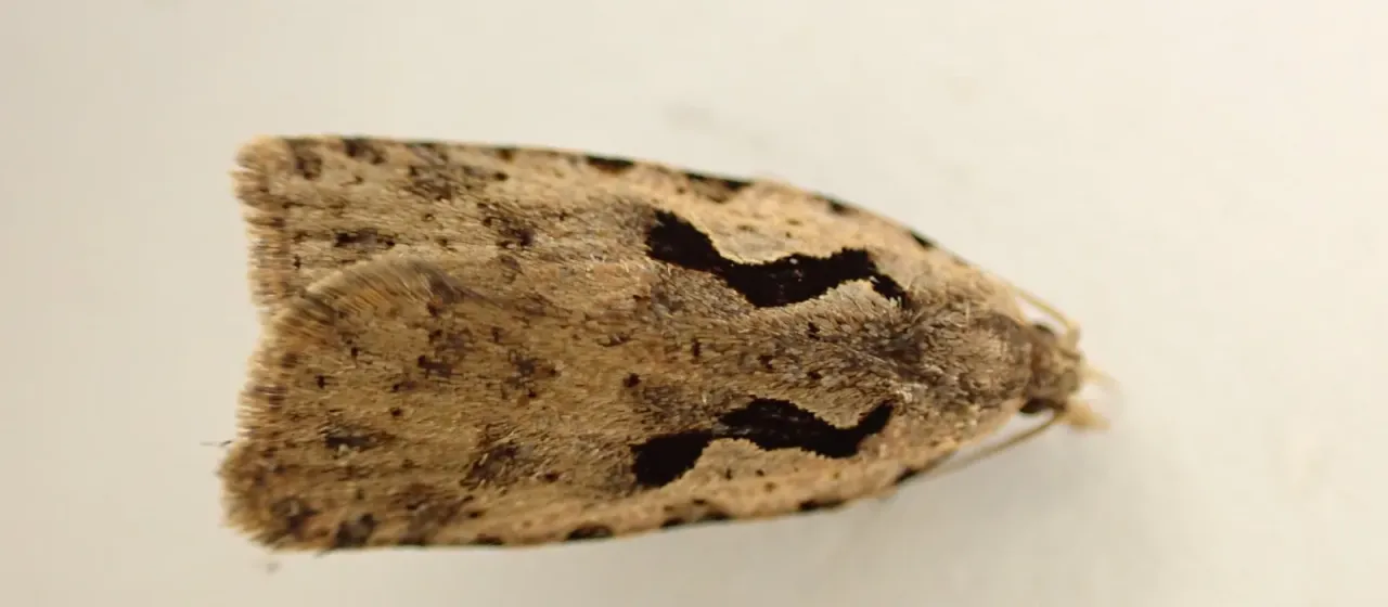 Листовертка Cnephasia jactatana