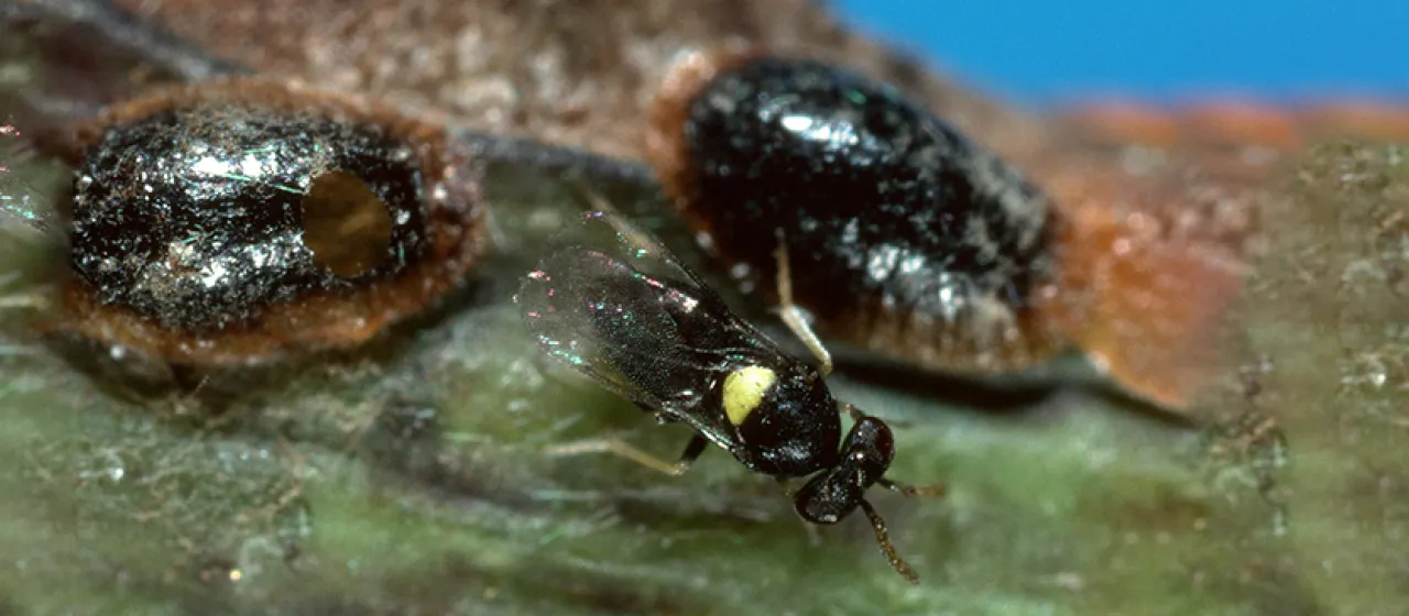 Coccophagus lycimnia
