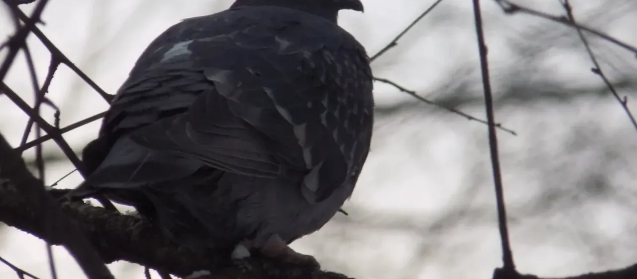 Rock dove