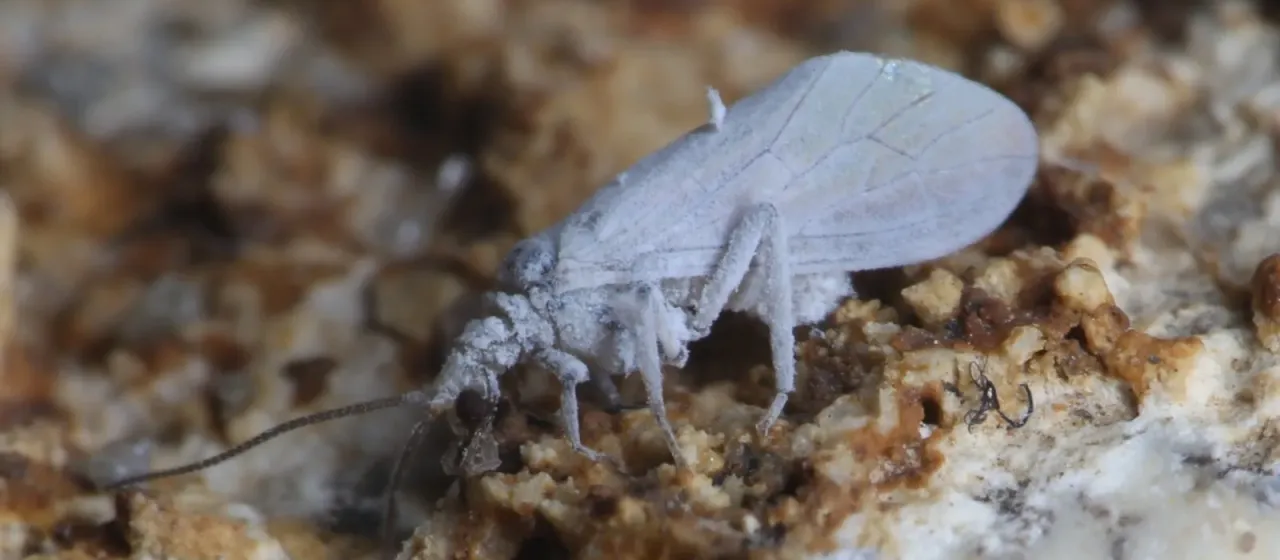 Conwentzia psociformis