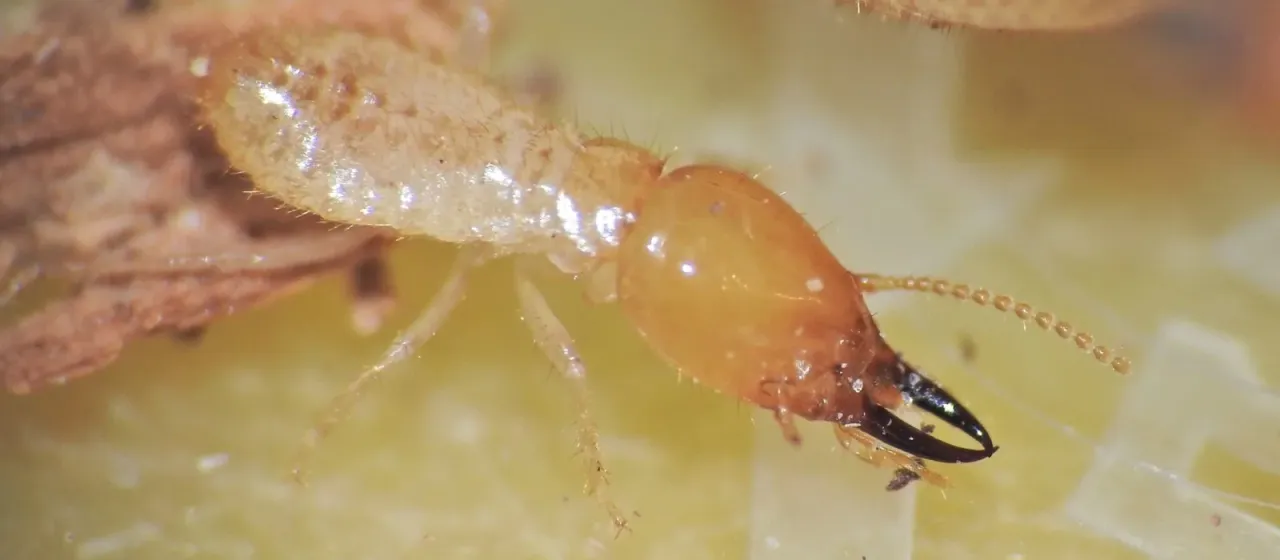 Southern subterranean termite